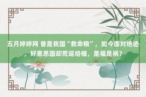 五月婷婷网 曾是我国“救命粮”，如今面对绝迹，好意思国却荒诞培植，是福是祸？